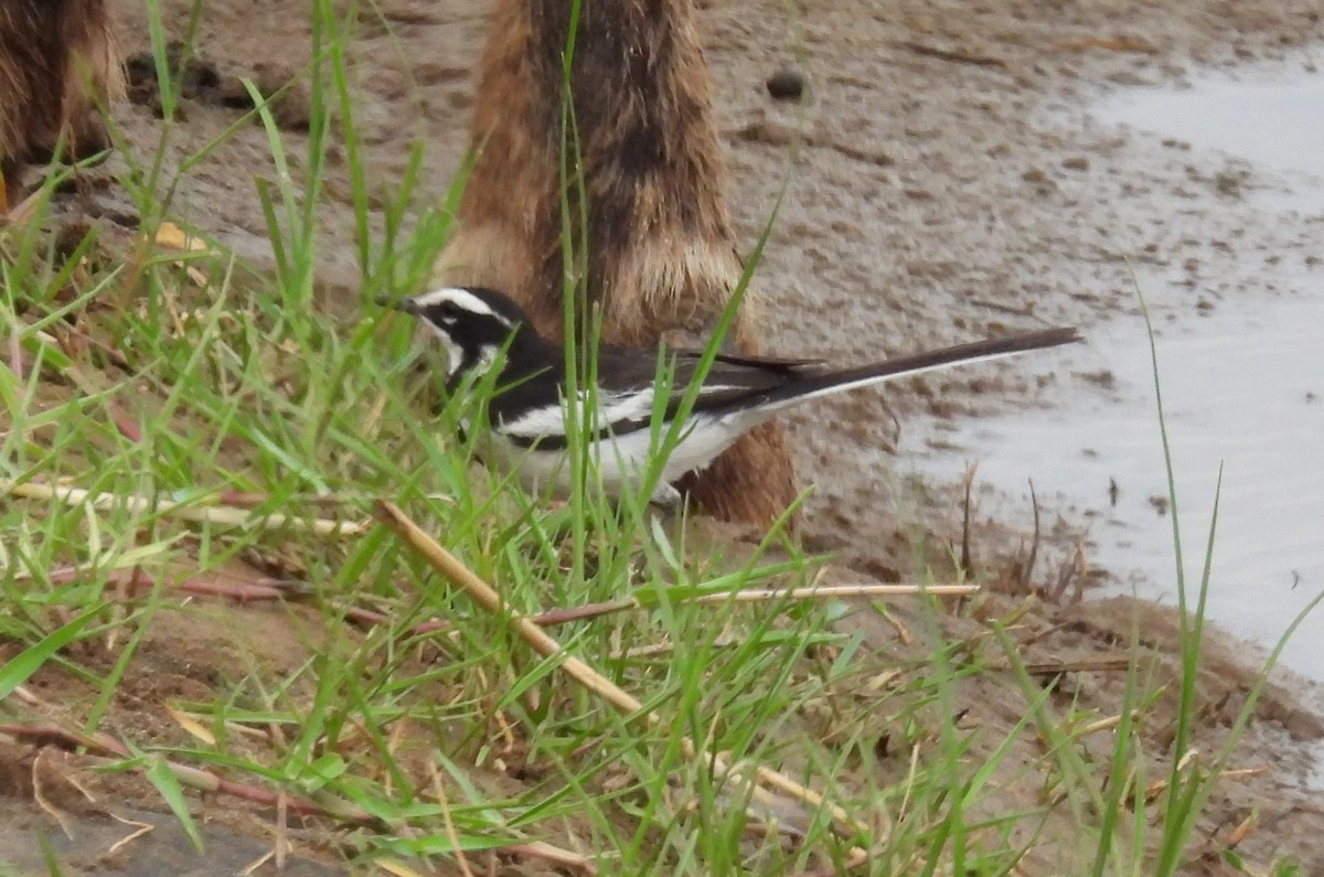 African Pied Wagtail - ML644089565