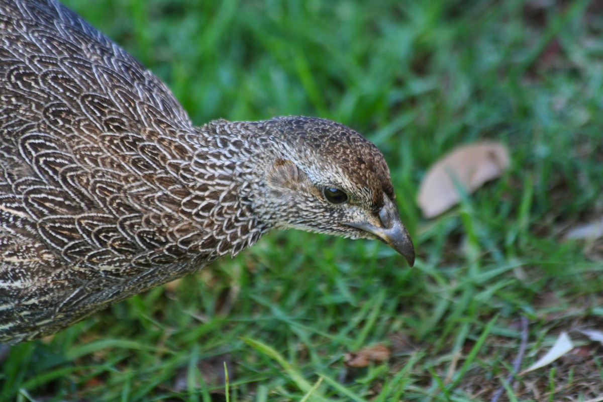 Cape Spurfowl - ML644089586