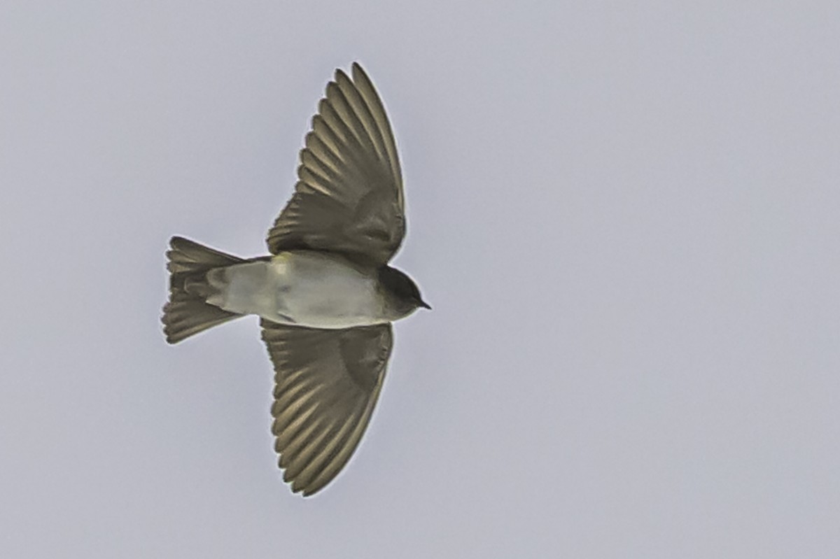 Andean Swallow - ML644089591