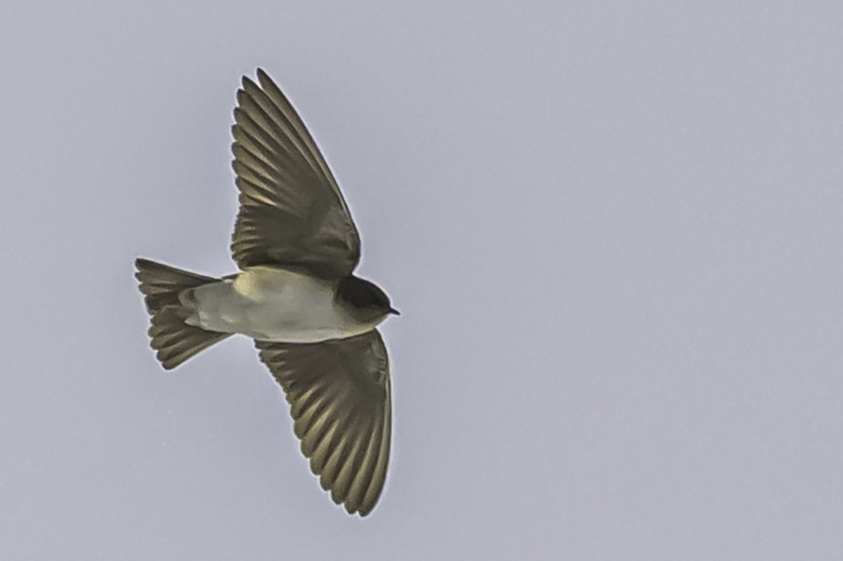 Andean Swallow - ML644089595