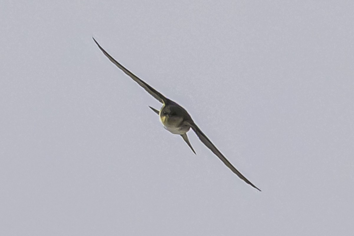 Andean Swallow - ML644089596