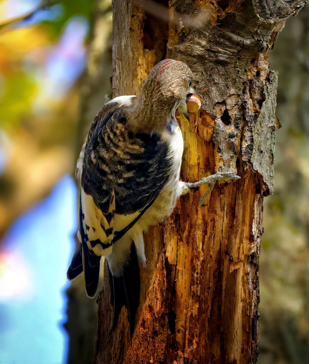 Red-headed Woodpecker - ML644089601