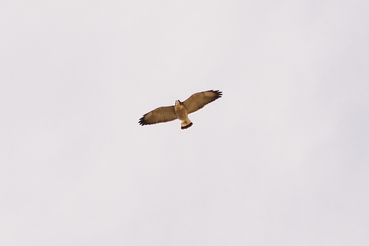 Variable Hawk - ML644089605