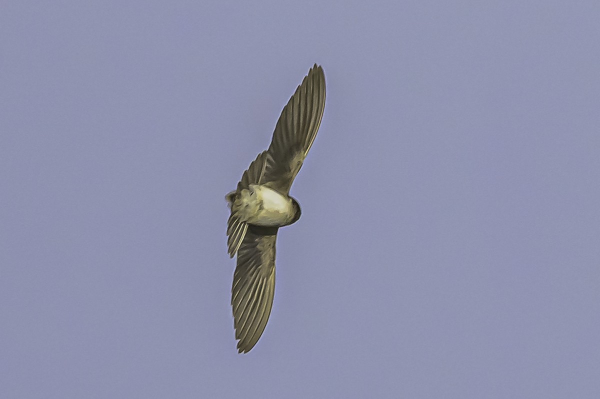 Andean Swallow - ML644089606
