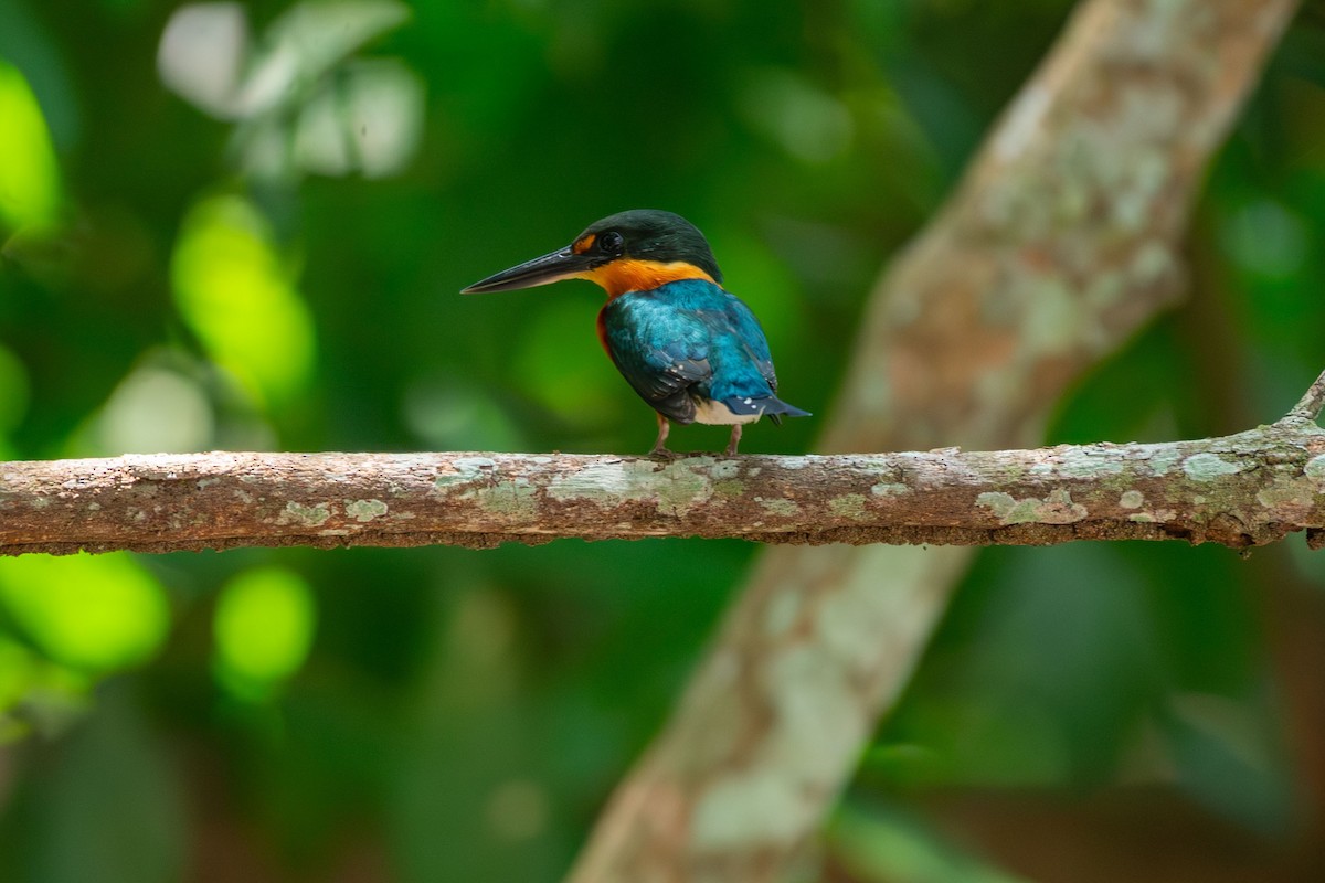 bronseisfugl - ML644089614