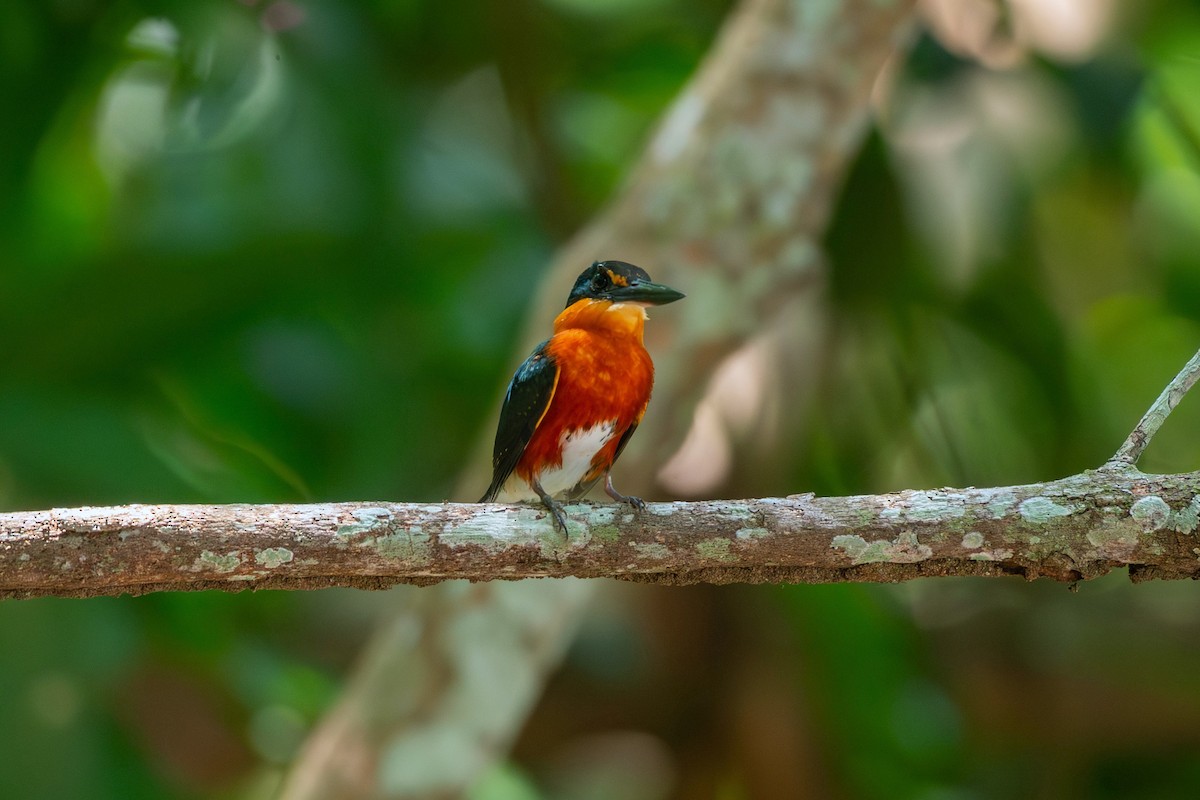 bronseisfugl - ML644089615