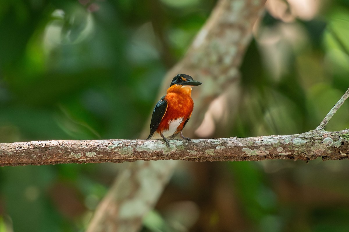 bronseisfugl - ML644089616