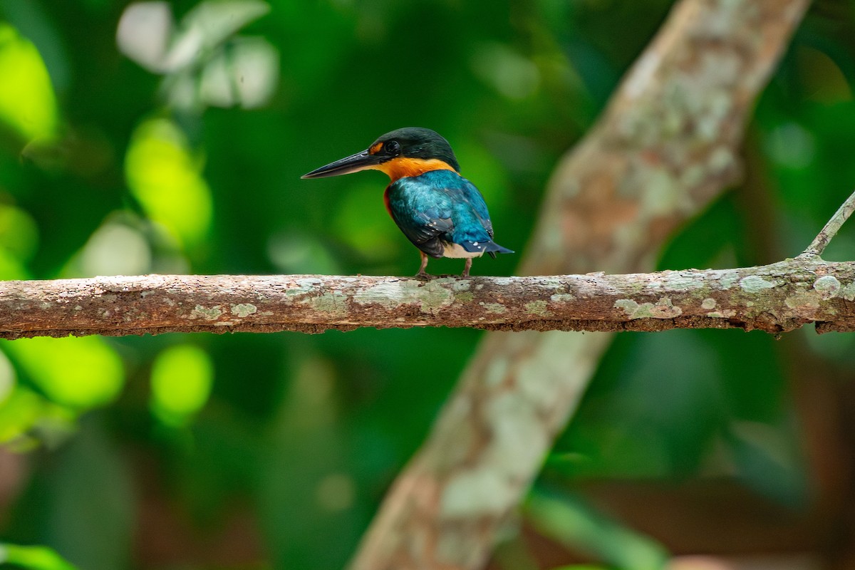 bronseisfugl - ML644089617