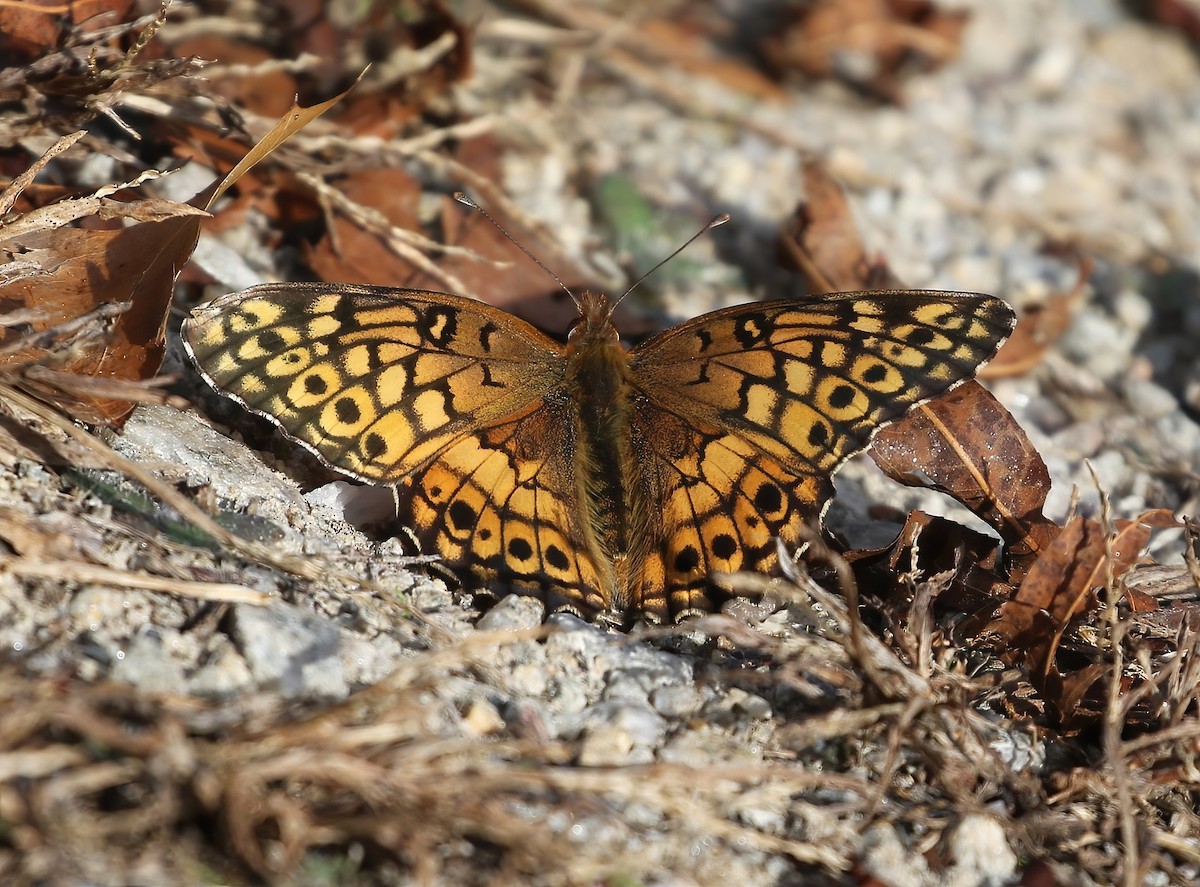 Variegated Fritillary - ML644089625
