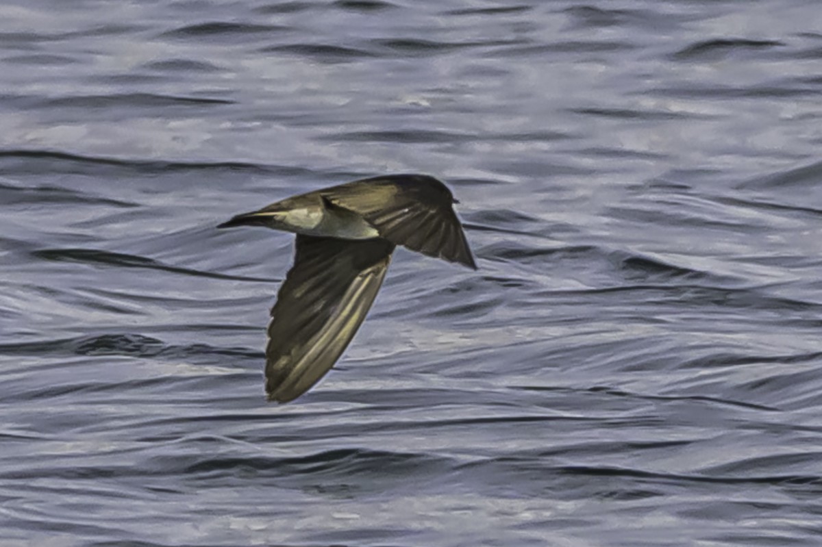 Andean Swallow - ML644089631