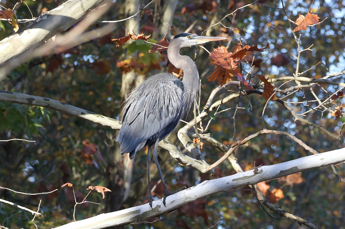 Great Blue Heron - ML644089632