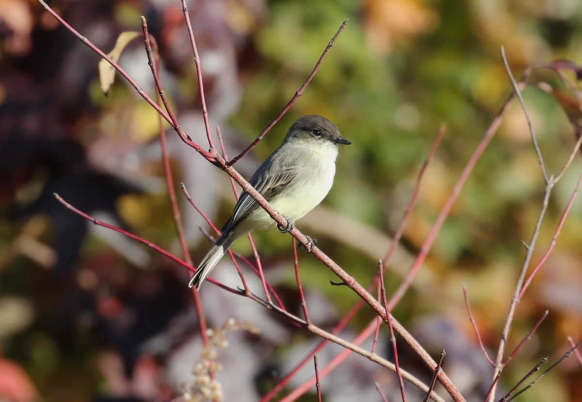 Eastern Phoebe - ML644089635