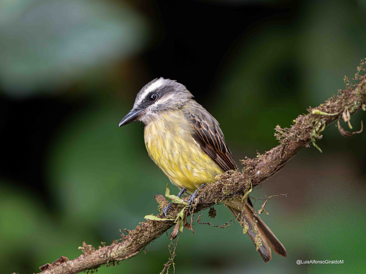 Tyran à ventre d'or - ML644089637