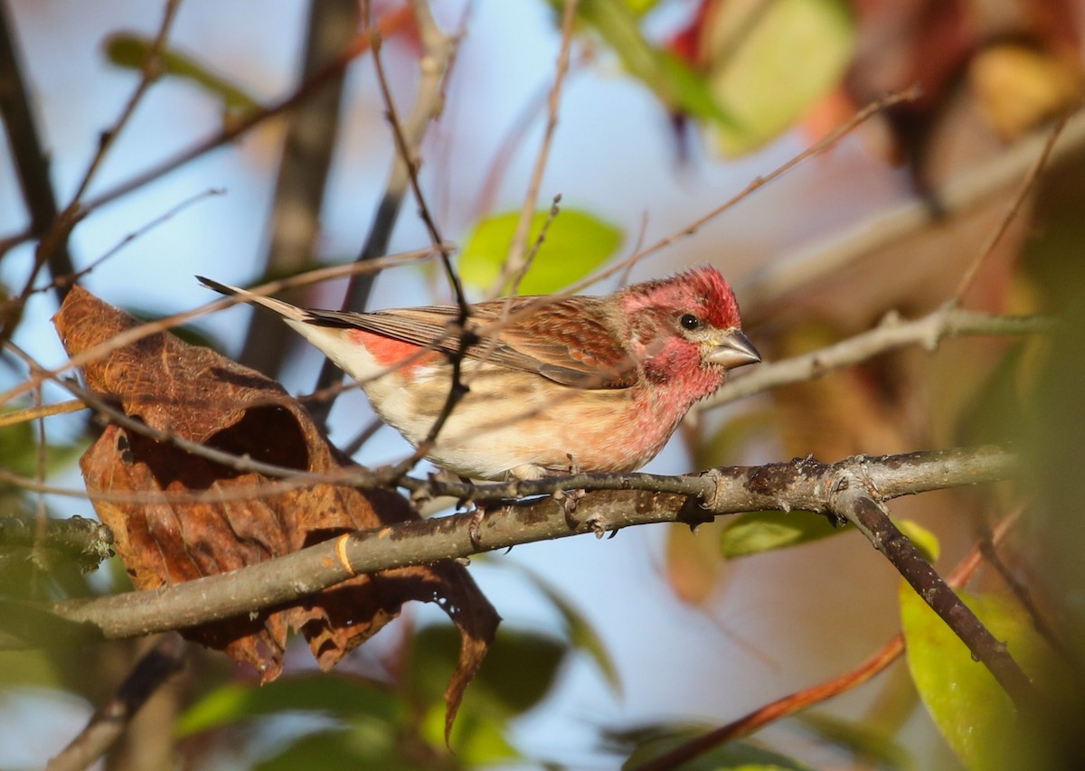 Purple Finch - ML644089643
