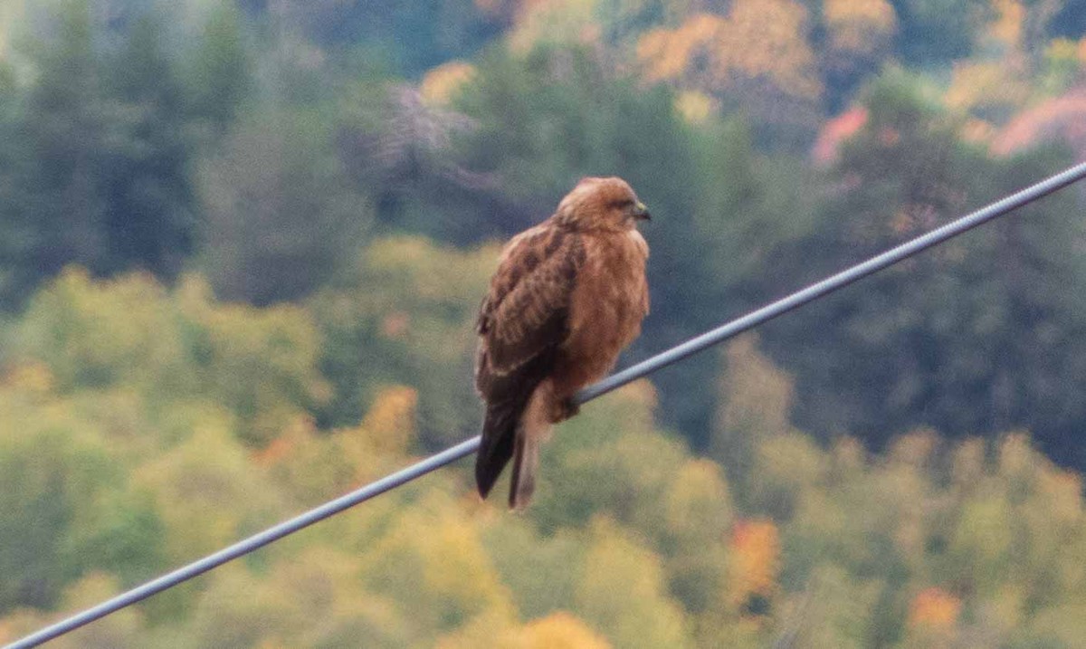 káně lesní (ssp. vulpinus/menetriesi) - ML644089644