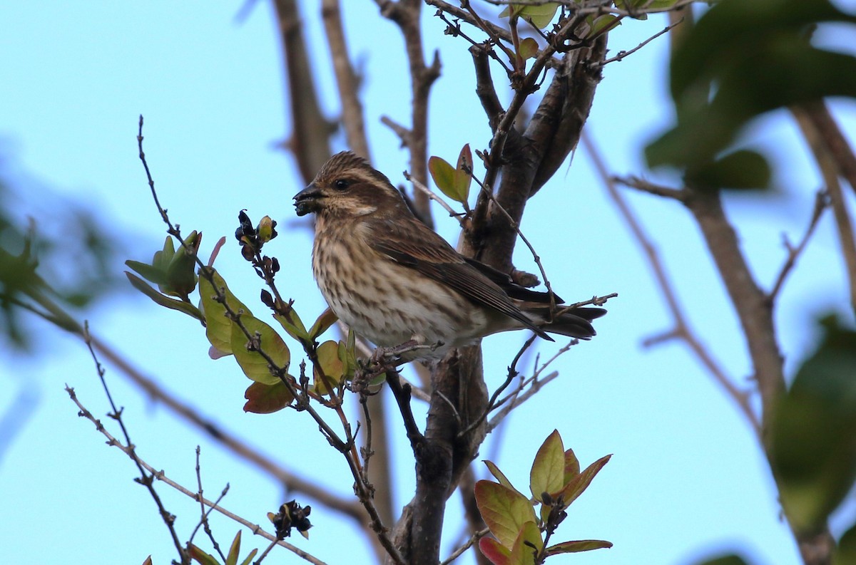 Purple Finch - ML644089647