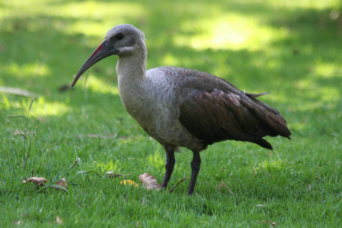 Ibis hagedash - ML644089648
