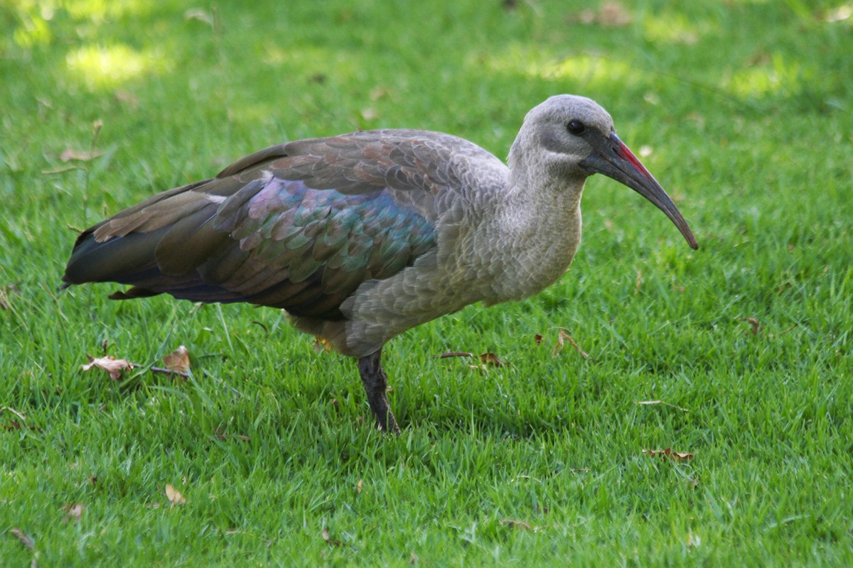 Ibis hagedash - ML644089649