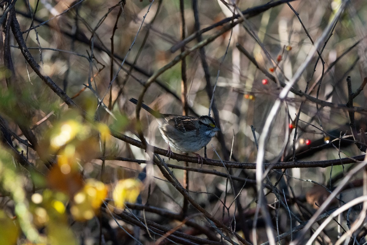 White-throated Sparrow - ML644089653