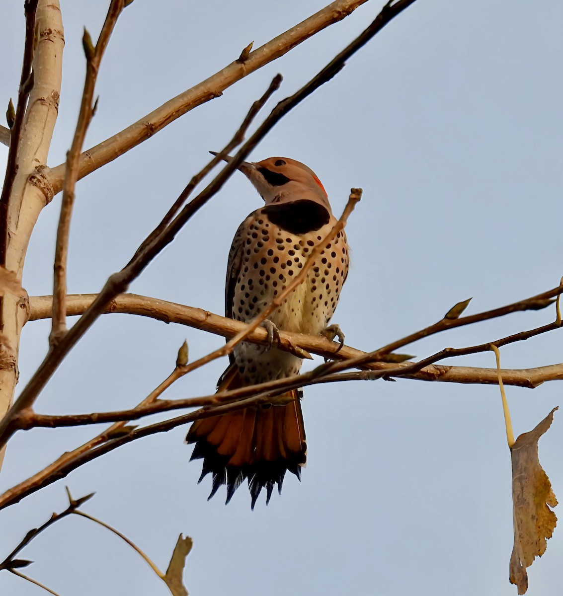 Pic flamboyant - ML644089660