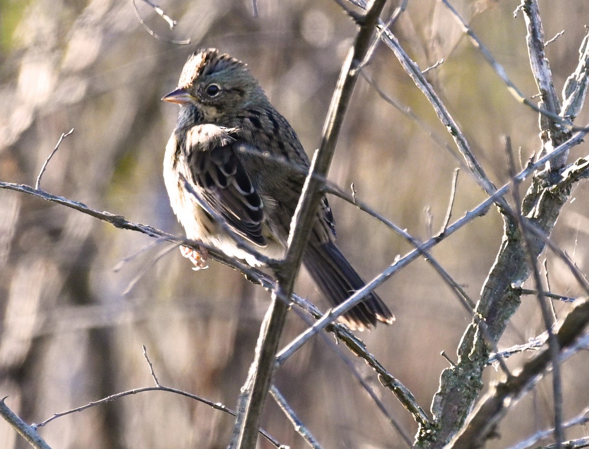 Lincoln's Sparrow - ML644089661