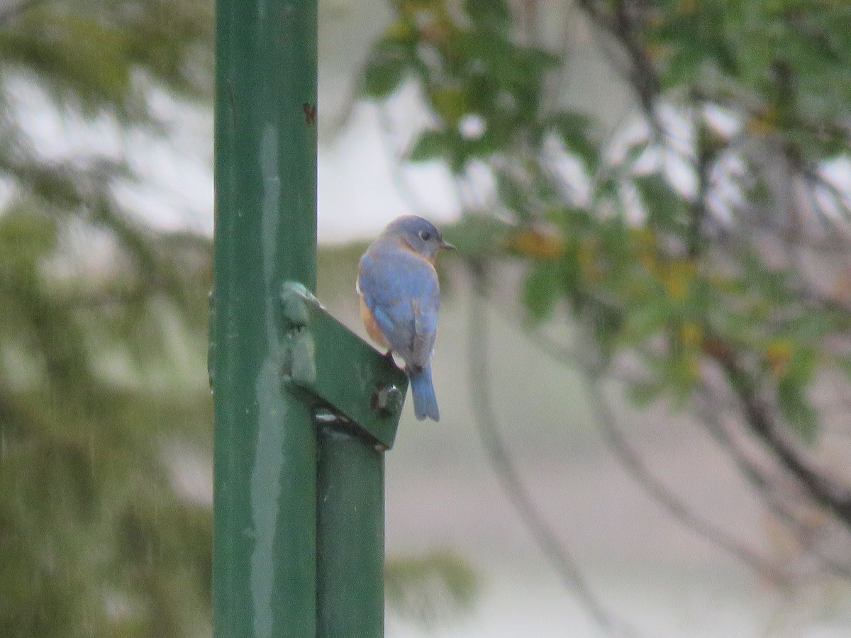 Eastern Bluebird - ML644089663