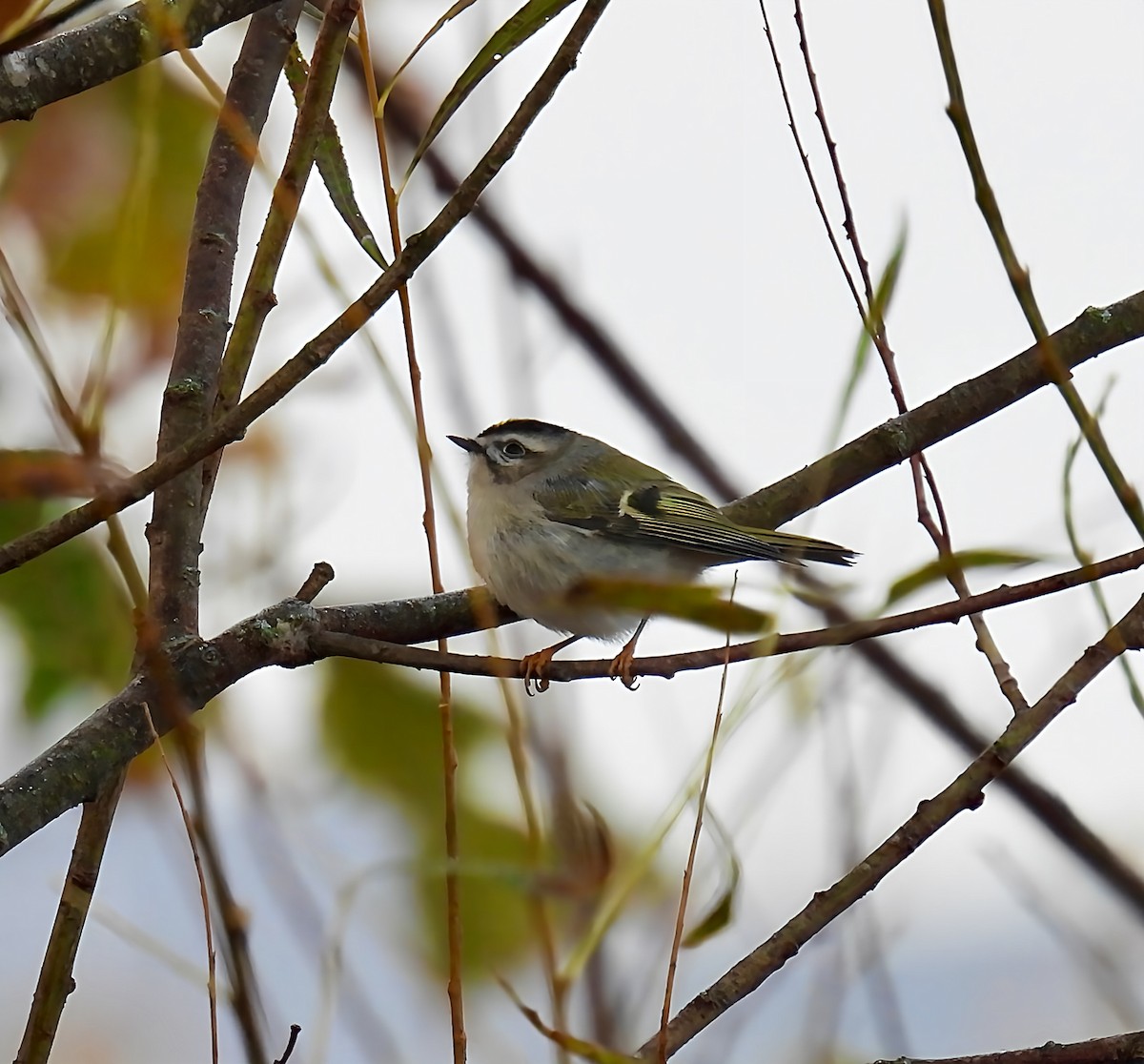 Roitelet à couronne dorée - ML644089667