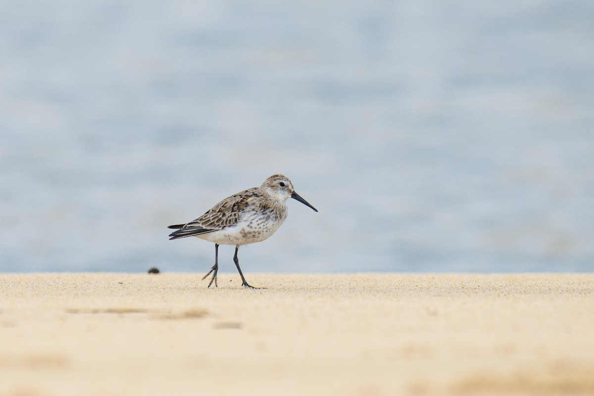 Great Knot - ML644089671