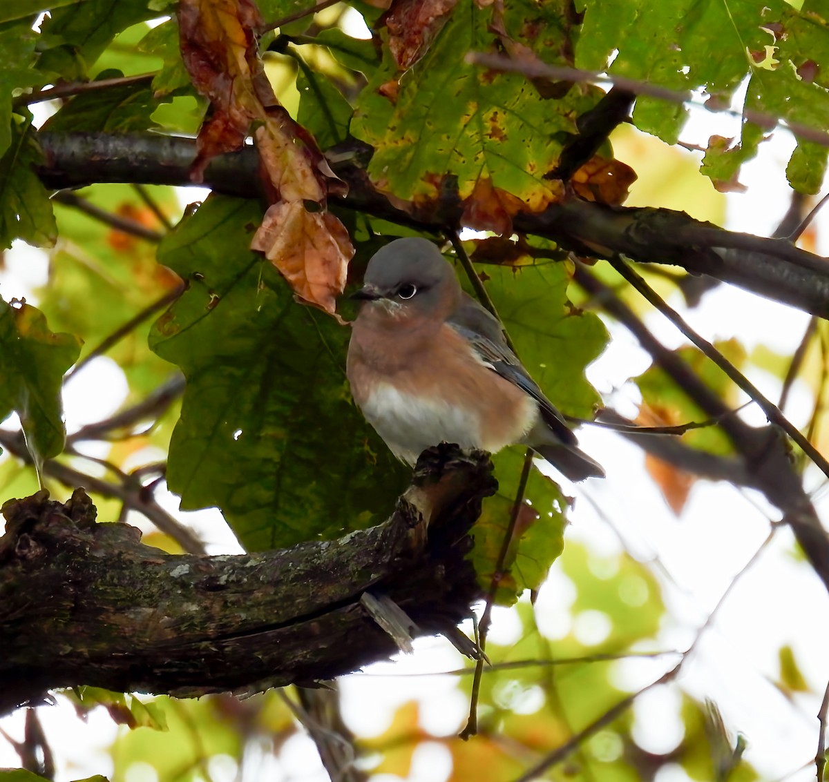 Merlebleu de l'Est - ML644089676
