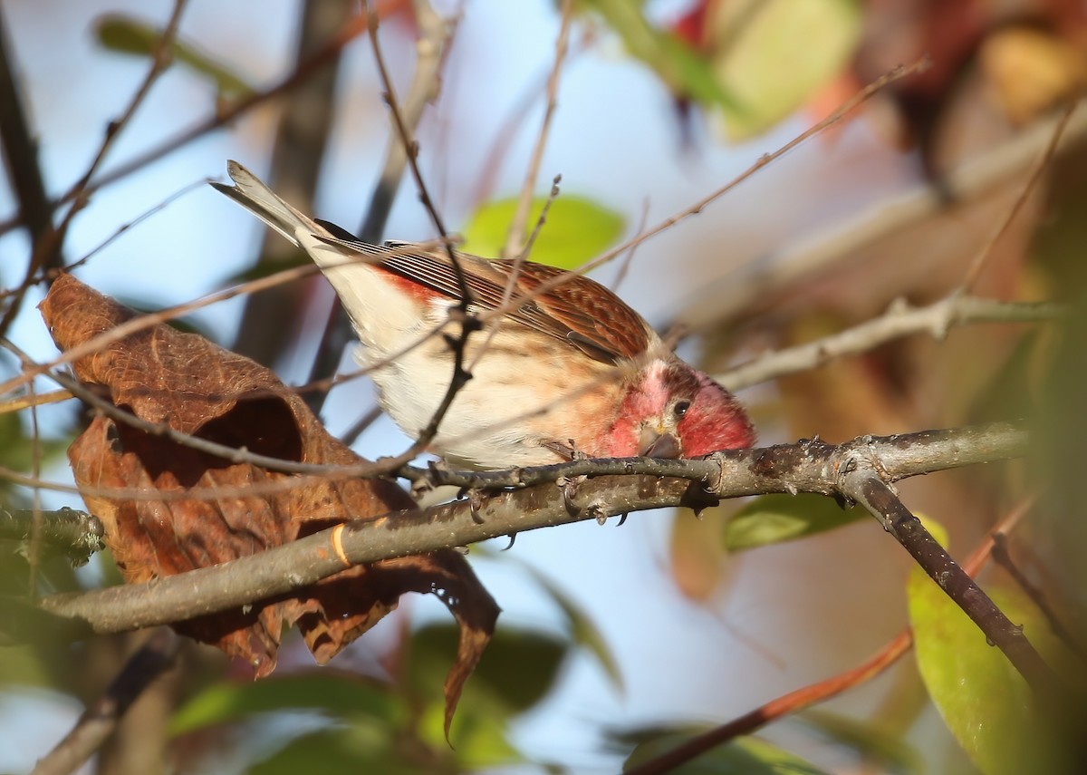Purple Finch - ML644089677