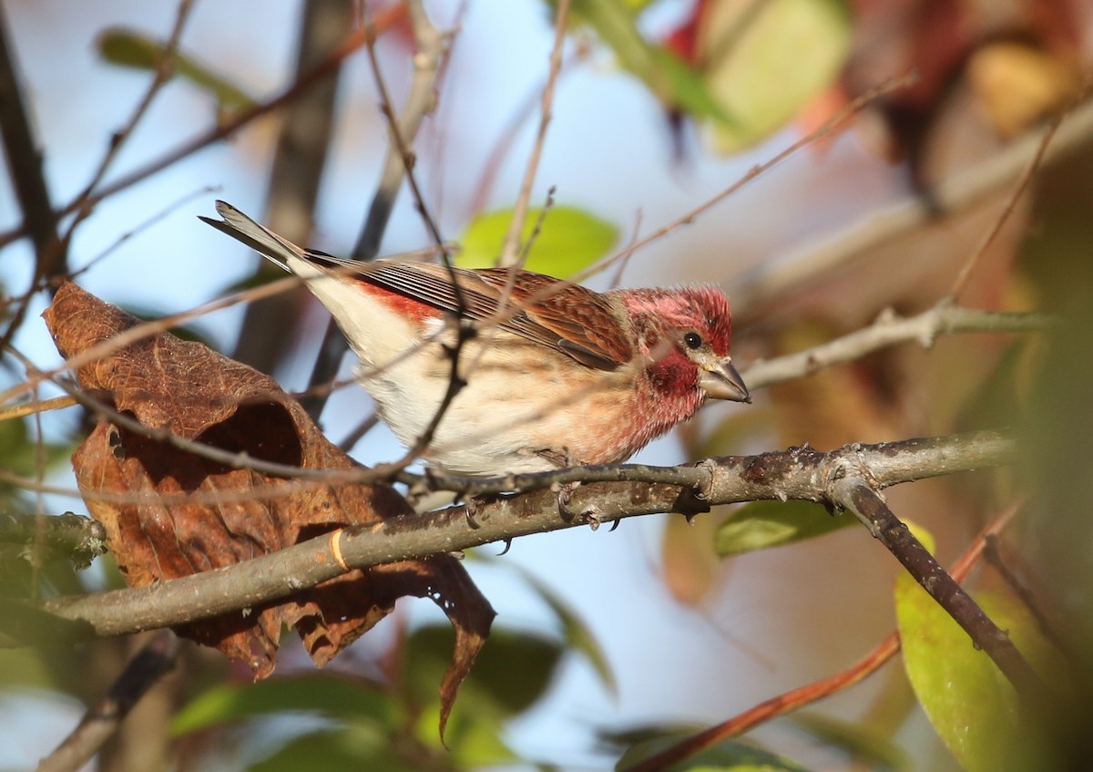 Purple Finch - ML644089678