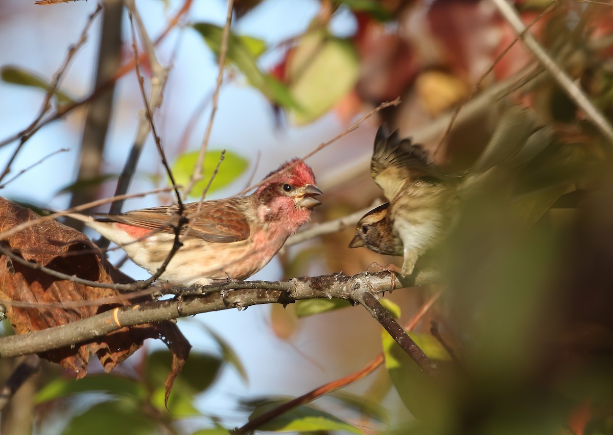 Purple Finch - ML644089679