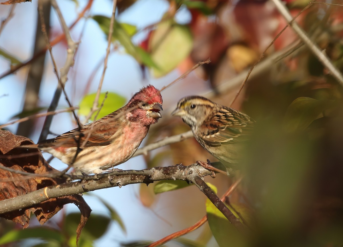 Purple Finch - ML644089680