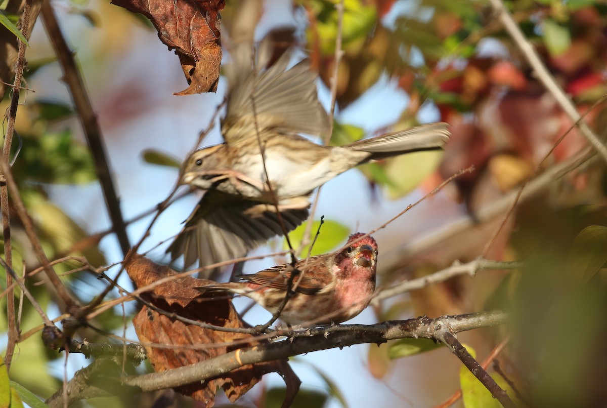 Purple Finch - ML644089681