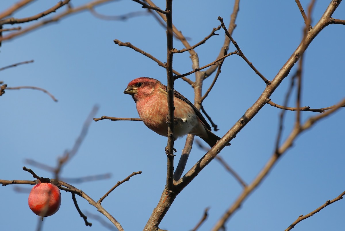 Purple Finch - ML644089682