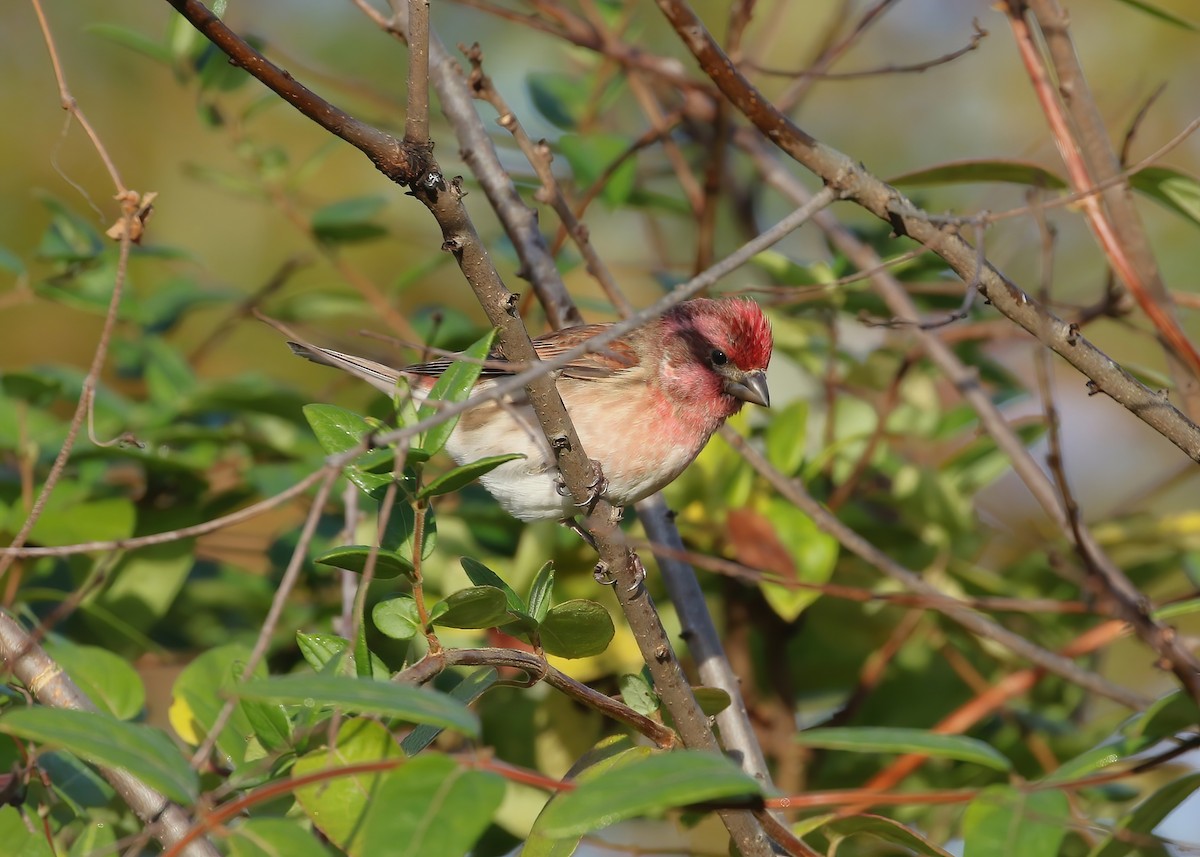 Purple Finch - ML644089683