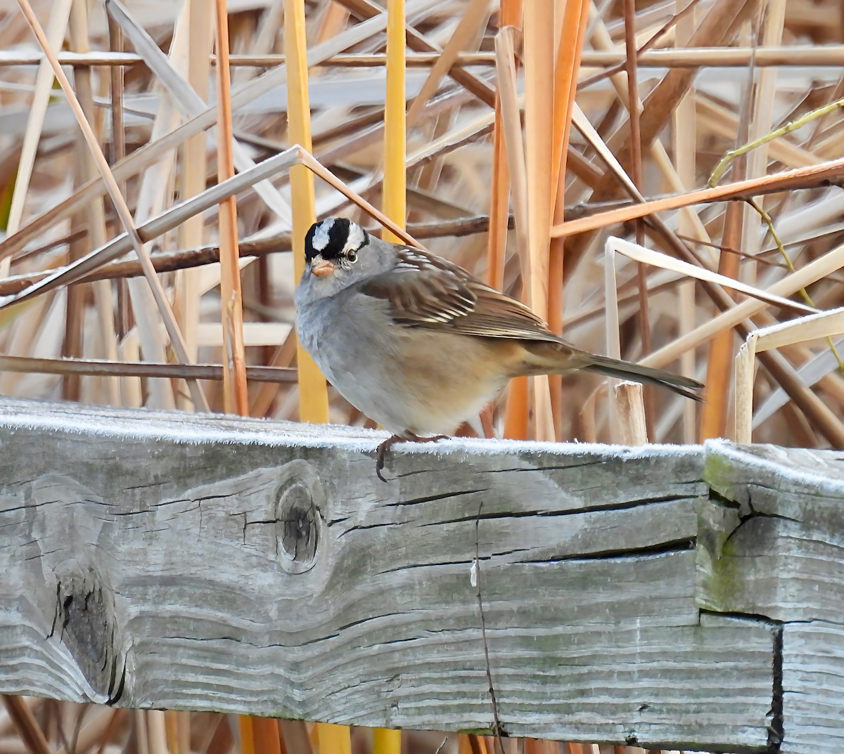 Bruant à couronne blanche - ML644089689