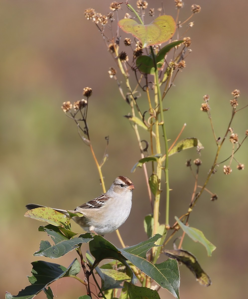 White-crowned Sparrow - ML644089692