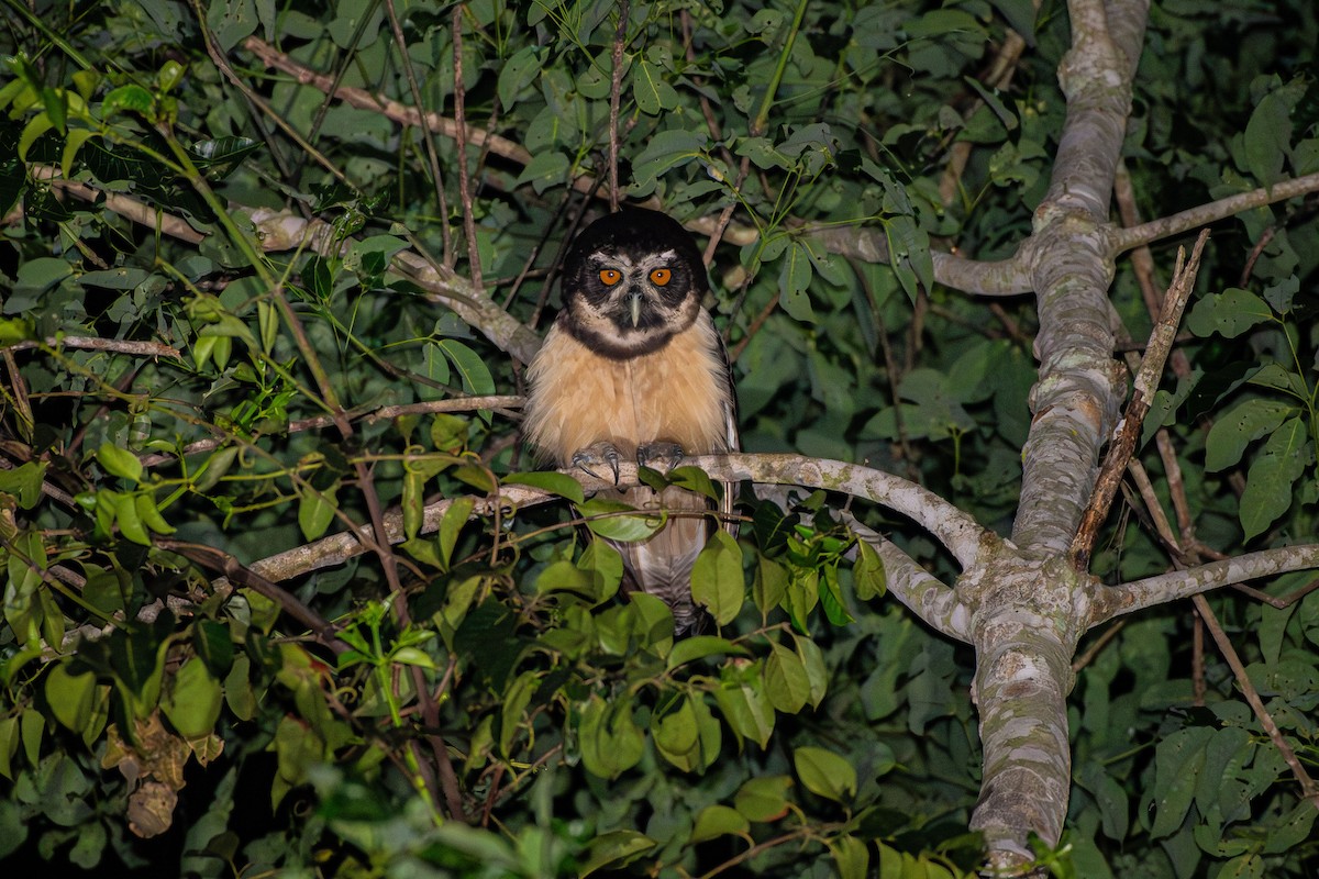 Spectacled Owl - ML644089695