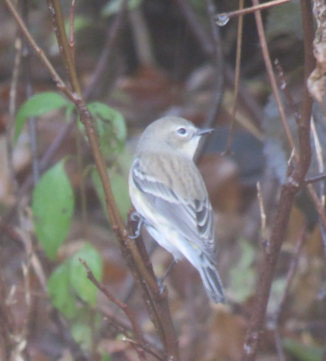 Yellow-rumped Warbler - ML644089696