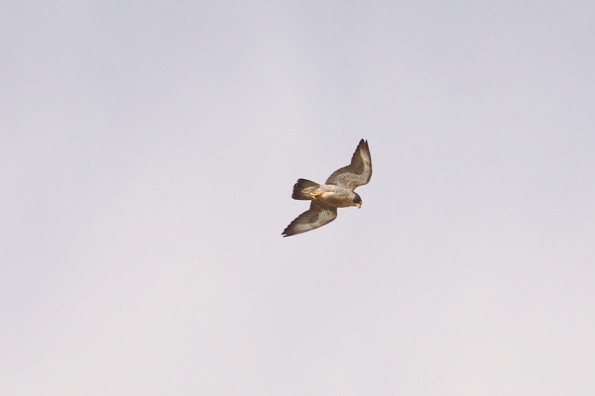 Peregrine Falcon - ML644089701