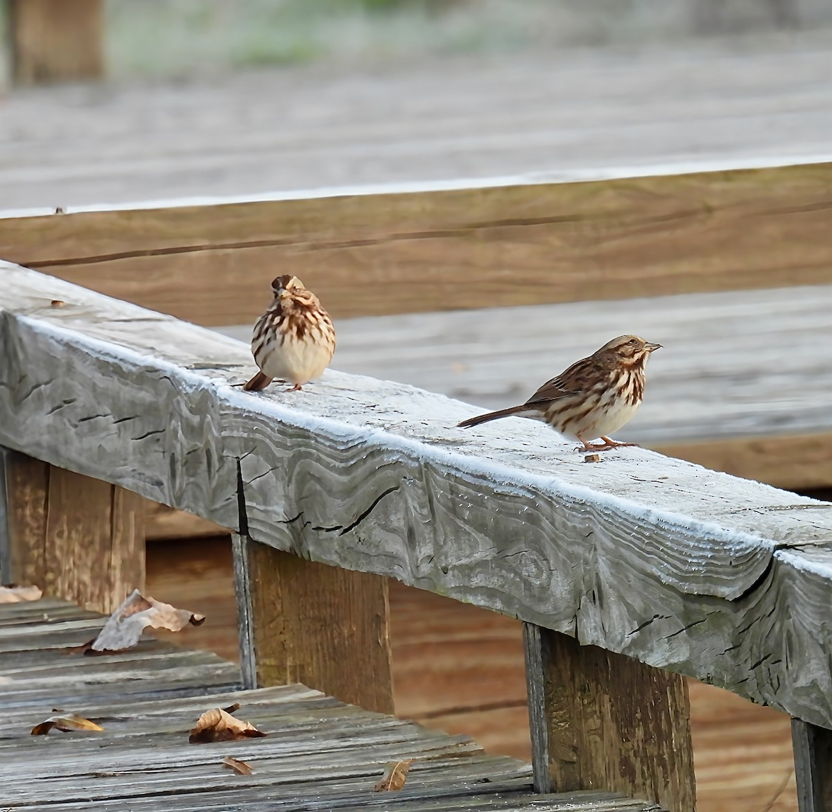 Bruant chanteur - ML644089702