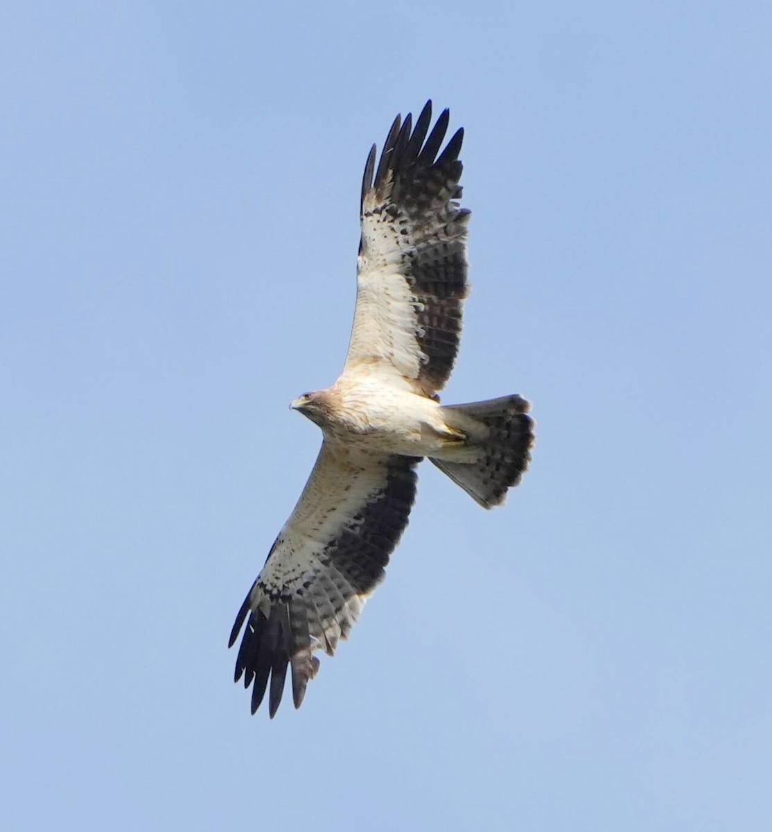 Booted Eagle - ML644089719