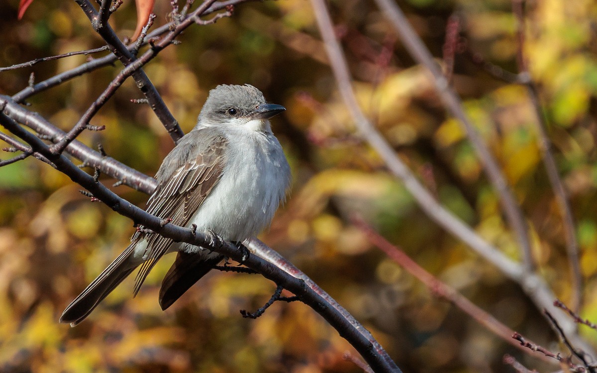 Gray Kingbird - ML644089732