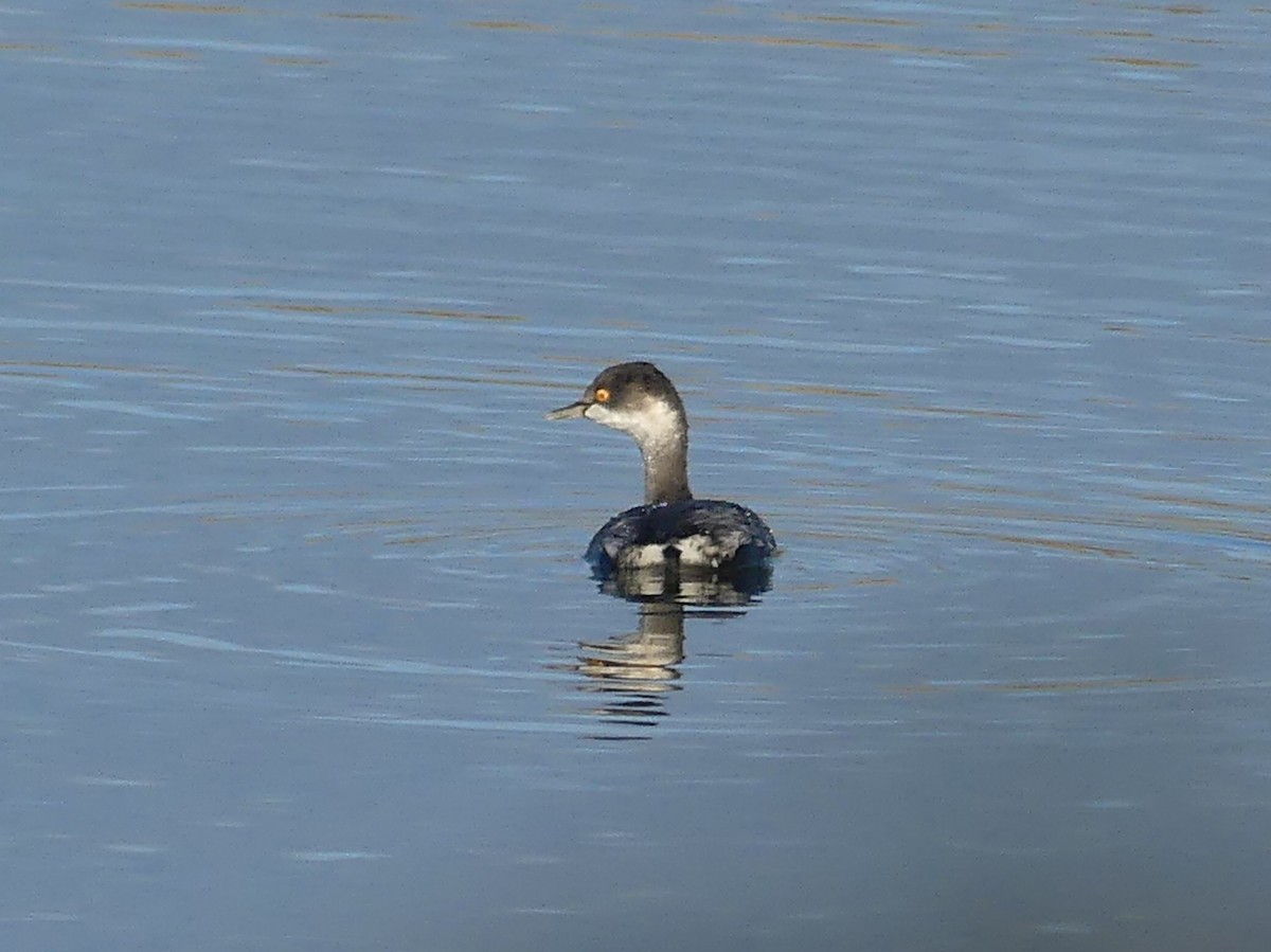 Eared Grebe - ML644089746