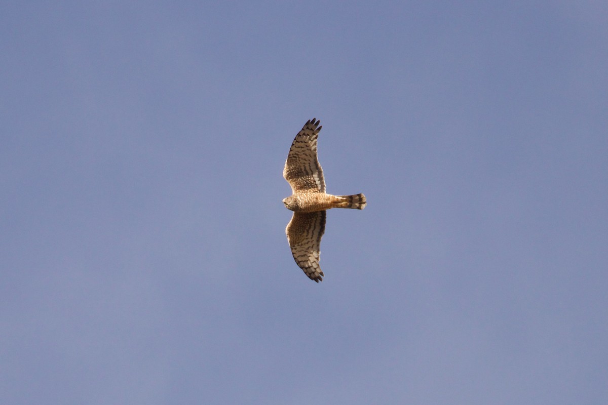 Cinereous Harrier - ML644089754
