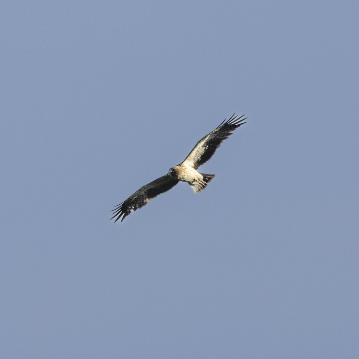 Booted Eagle - ML644089756