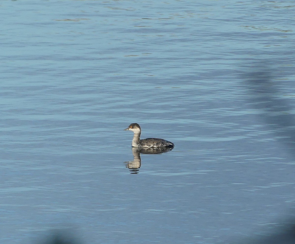 Eared Grebe - ML644089760