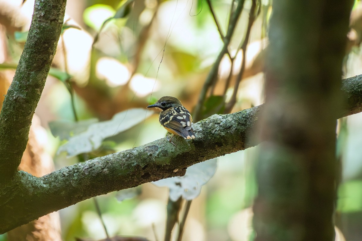 Dot-backed Antbird - ML644089765