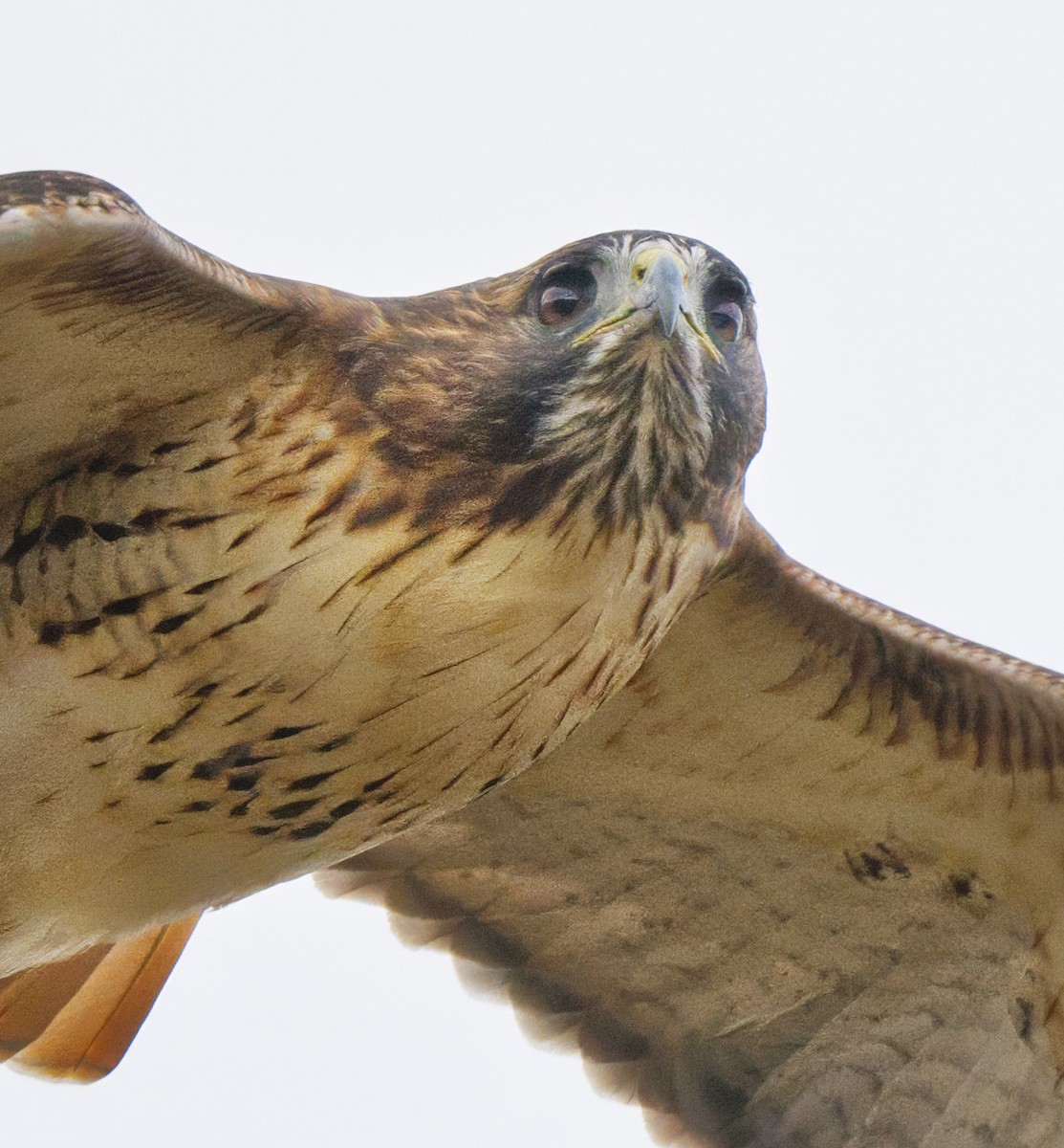 Red-tailed Hawk - ML644089794